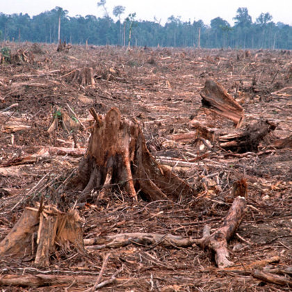 DEFORESTATION, IS THE PERMANENT DESTRUCTION OF FORESTS IN ORDER TO MAKE THE LAND AVAILABLE