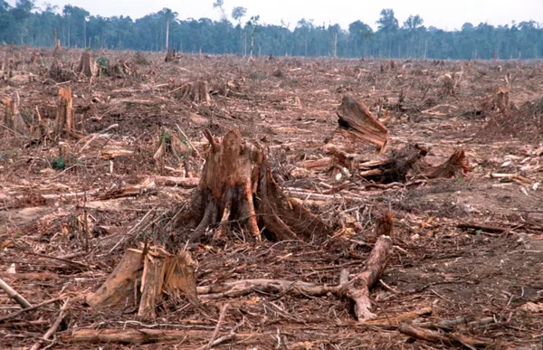 DEFORESTATION, IS THE PERMANENT DESTRUCTION OF FORESTS IN ORDER TO MAKE THE LAND AVAILABLE